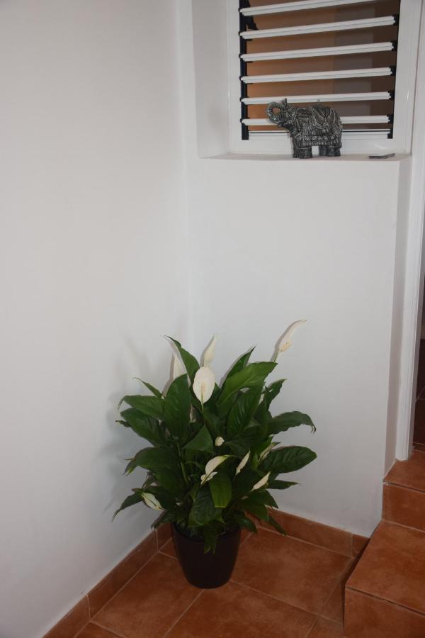 Garoe Acogedor Apartamento Araya  外观 照片